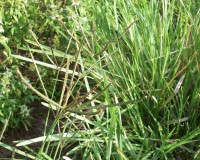 eustachys petraea 9-10.jpg